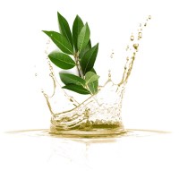 Λάδι Δάφνης